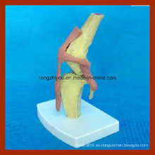 Anatomical Dog Health Modelo de la articulación de la rodilla para la enseñanza médica